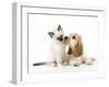 Cocker Spaniel with Cat Birman Kitten-null-Framed Premium Photographic Print