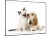 Cocker Spaniel with Cat Birman Kitten-null-Mounted Premium Photographic Print