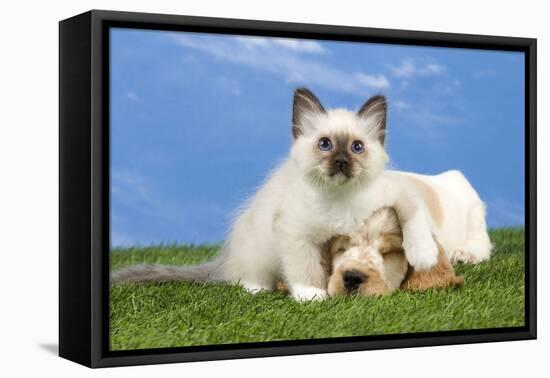 Cocker Spaniel with Cat Birman Kitten-null-Framed Stretched Canvas