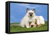 Cocker Spaniel with Cat Birman Kitten-null-Framed Stretched Canvas