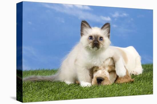Cocker Spaniel with Cat Birman Kitten-null-Stretched Canvas
