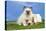 Cocker Spaniel with Cat Birman Kitten-null-Stretched Canvas