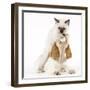 Cocker Spaniel with Cat Birman Kitten-null-Framed Photographic Print