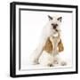 Cocker Spaniel with Cat Birman Kitten-null-Framed Photographic Print