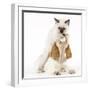 Cocker Spaniel with Cat Birman Kitten-null-Framed Photographic Print