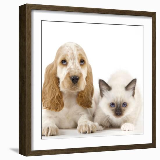 Cocker Spaniel with Cat Birman Kitten-null-Framed Photographic Print