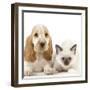 Cocker Spaniel with Cat Birman Kitten-null-Framed Photographic Print