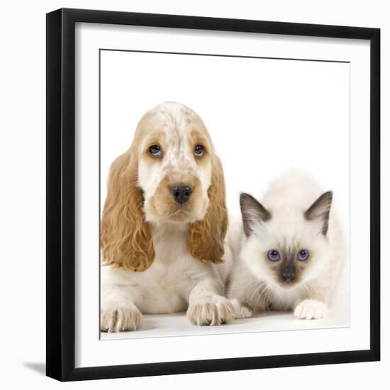 Cocker Spaniel with Cat Birman Kitten-null-Framed Photographic Print