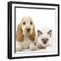 Cocker Spaniel with Cat Birman Kitten-null-Framed Photographic Print