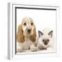 Cocker Spaniel with Cat Birman Kitten-null-Framed Photographic Print