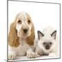 Cocker Spaniel with Cat Birman Kitten-null-Mounted Photographic Print