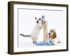 Cocker Spaniel with Cat Birman Kitten-null-Framed Photographic Print