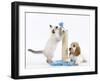 Cocker Spaniel with Cat Birman Kitten-null-Framed Photographic Print