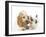 Cocker Spaniel with Cat Birman Kitten-null-Framed Photographic Print