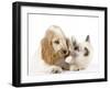 Cocker Spaniel with Cat Birman Kitten-null-Framed Photographic Print