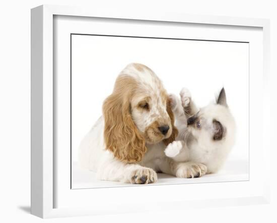 Cocker Spaniel with Cat Birman Kitten-null-Framed Photographic Print