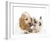 Cocker Spaniel with Cat Birman Kitten-null-Framed Photographic Print