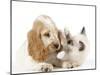 Cocker Spaniel with Cat Birman Kitten-null-Mounted Photographic Print