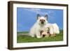 Cocker Spaniel with Cat Birman Kitten-null-Framed Photographic Print