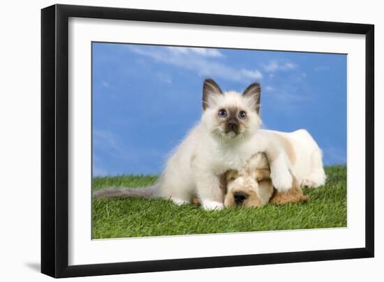 Cocker Spaniel with Cat Birman Kitten-null-Framed Photographic Print