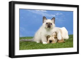 Cocker Spaniel with Cat Birman Kitten-null-Framed Photographic Print