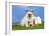 Cocker Spaniel with Cat Birman Kitten-null-Framed Photographic Print