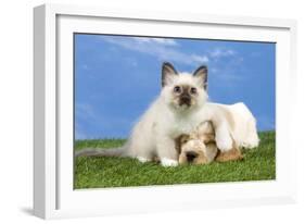 Cocker Spaniel with Cat Birman Kitten-null-Framed Photographic Print