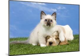 Cocker Spaniel with Cat Birman Kitten-null-Mounted Photographic Print