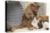 Cocker Spaniel with Tabby and White Cat-null-Stretched Canvas