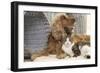 Cocker Spaniel with Tabby and White Cat-null-Framed Photographic Print