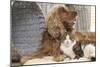 Cocker Spaniel with Tabby and White Cat-null-Mounted Photographic Print