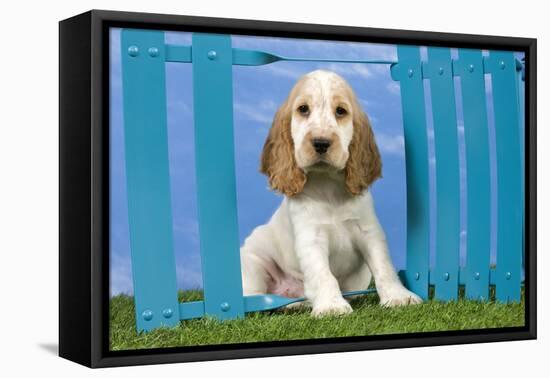 Cocker Spaniel-null-Framed Stretched Canvas
