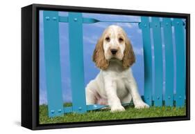 Cocker Spaniel-null-Framed Stretched Canvas