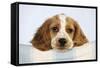 Cocker Spaniel-null-Framed Stretched Canvas