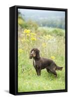 Cocker Spaniel-null-Framed Stretched Canvas