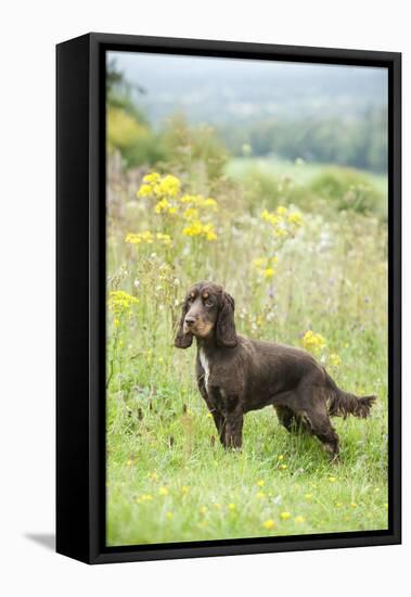 Cocker Spaniel-null-Framed Stretched Canvas