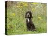 Cocker Spaniel-null-Stretched Canvas