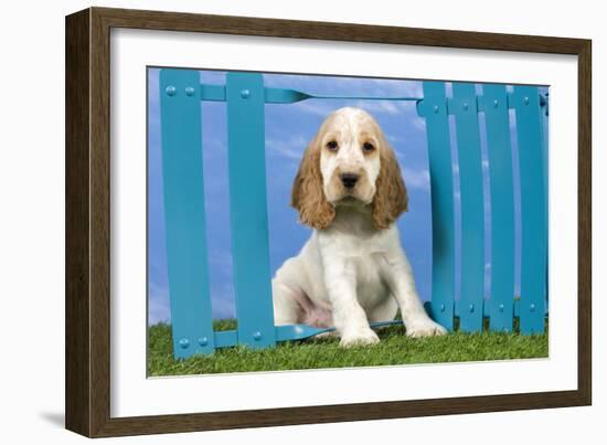 Cocker Spaniel-null-Framed Photographic Print