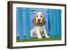 Cocker Spaniel-null-Framed Photographic Print