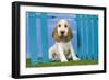 Cocker Spaniel-null-Framed Photographic Print