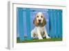 Cocker Spaniel-null-Framed Photographic Print