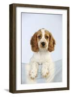 Cocker Spaniel-null-Framed Photographic Print