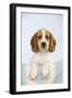 Cocker Spaniel-null-Framed Photographic Print