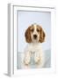 Cocker Spaniel-null-Framed Photographic Print