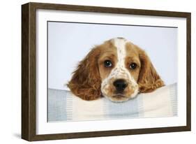 Cocker Spaniel-null-Framed Photographic Print