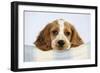 Cocker Spaniel-null-Framed Photographic Print