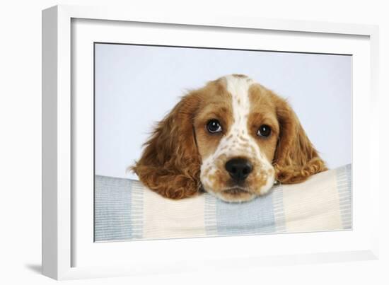 Cocker Spaniel-null-Framed Photographic Print