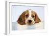 Cocker Spaniel-null-Framed Photographic Print