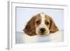 Cocker Spaniel-null-Framed Photographic Print