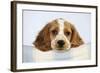 Cocker Spaniel-null-Framed Photographic Print